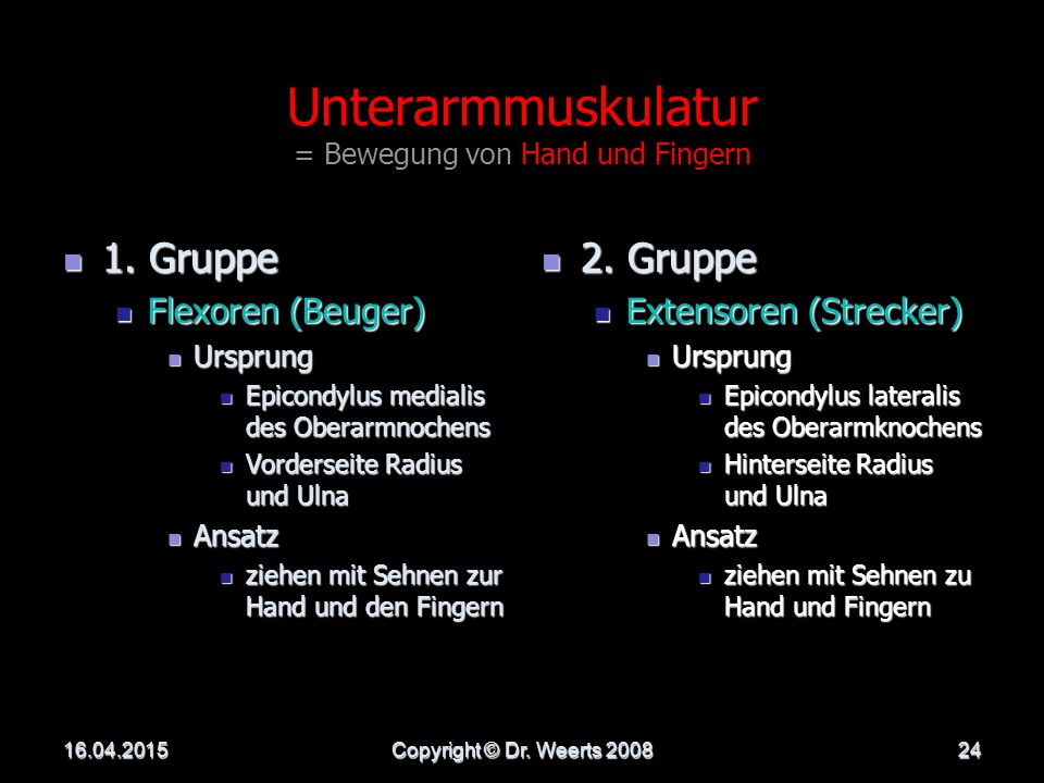 Unterarmmuskulatur = Bewegung von Hand und Fingern