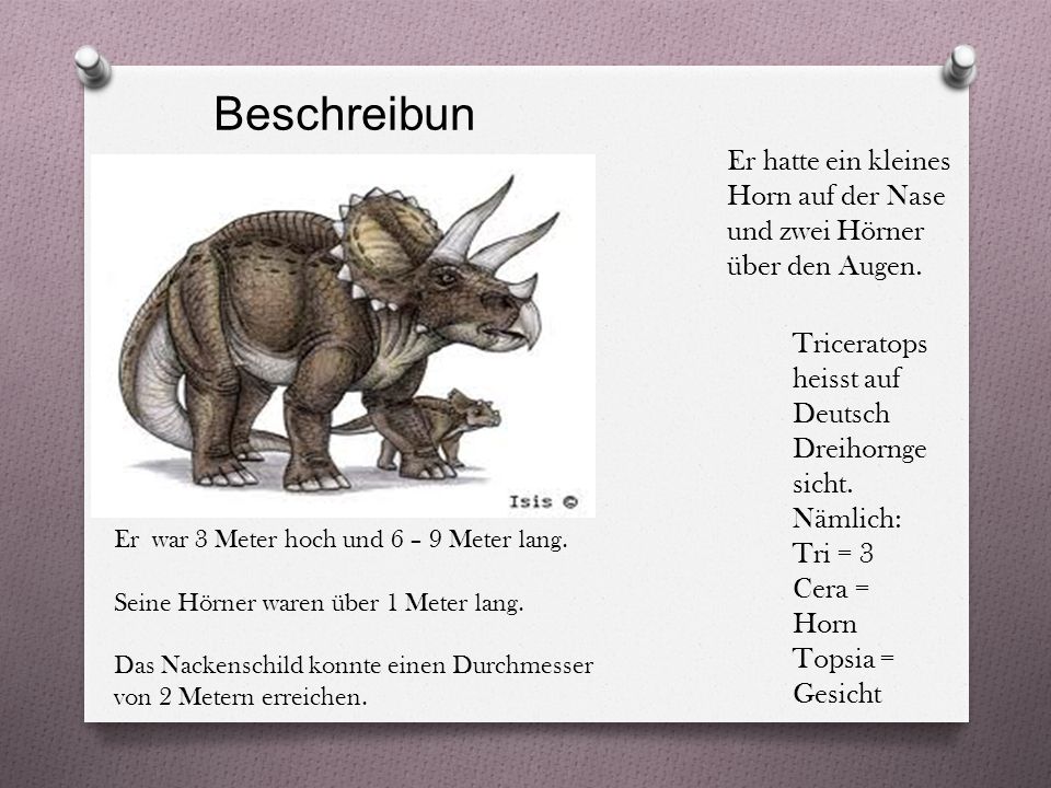 Beschreibung Er hatte ein kleines Horn auf der Nase und zwei Hörner über den Augen. Triceratops heisst auf Deutsch Dreihorngesicht. Nämlich: