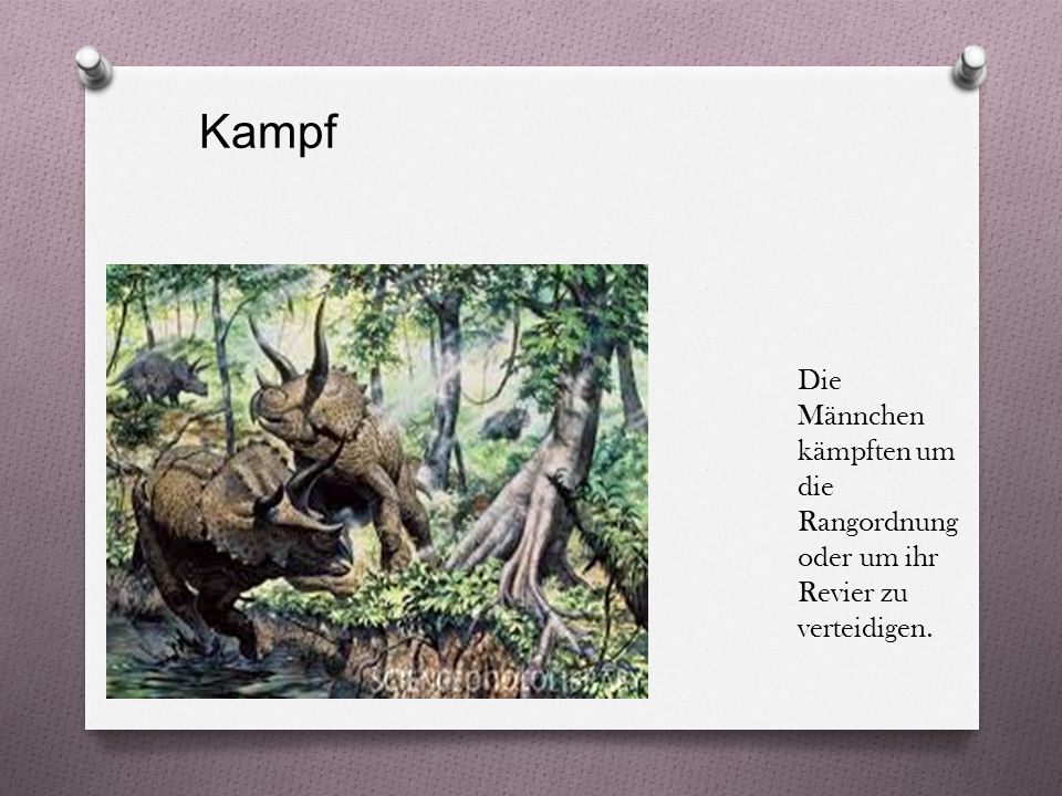 Kampf Die Männchen kämpften um die Rangordnung oder um ihr Revier zu verteidigen.