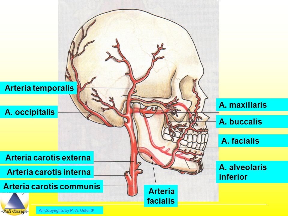 Arteria carotis externa A. alveolaris inferior Arteria carotis interna