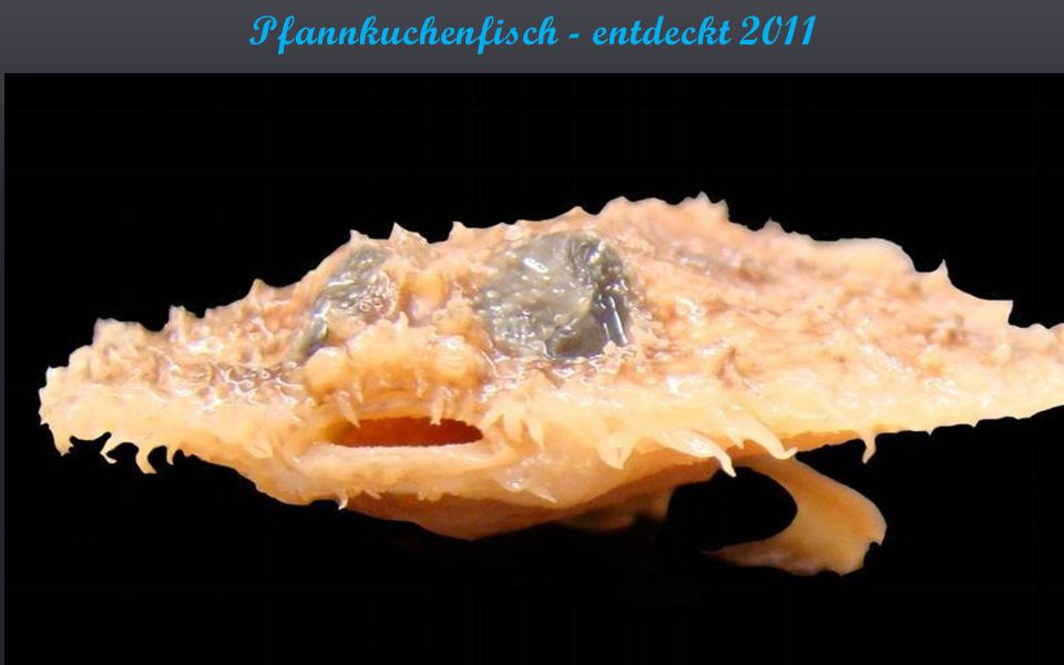 Pfannkuchenfisch - entdeckt 2011