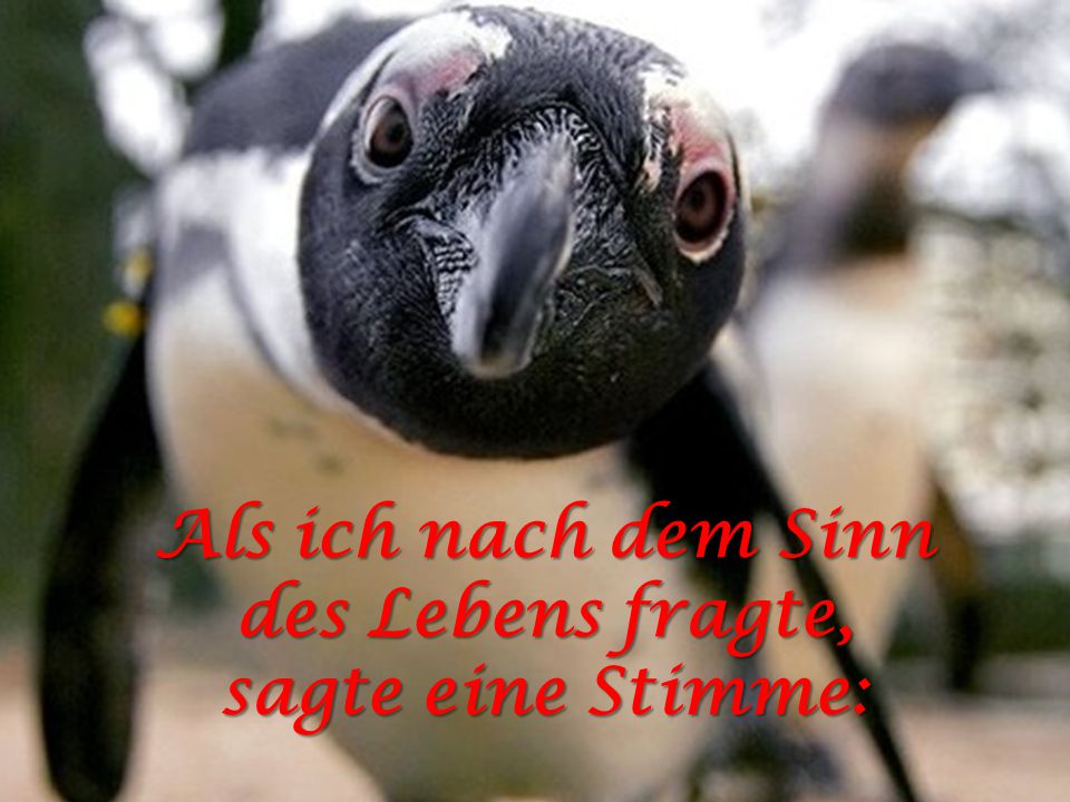 Als ich nach dem Sinn des Lebens fragte, sagte eine Stimme: