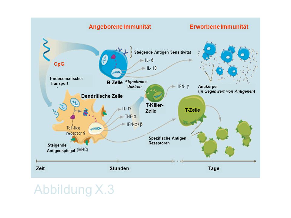 Abbildung X.3 Angeborene Immunität Erworbene Immunität T-Zelle Zeit