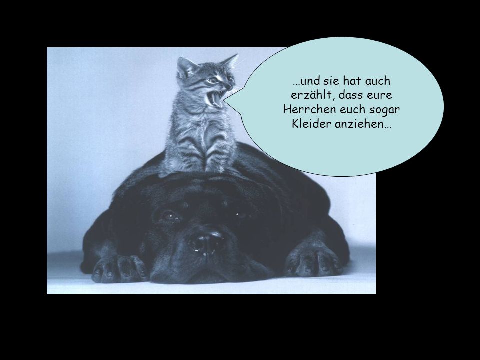 …und sie hat auch erzählt, dass eure Herrchen euch sogar Kleider anziehen…