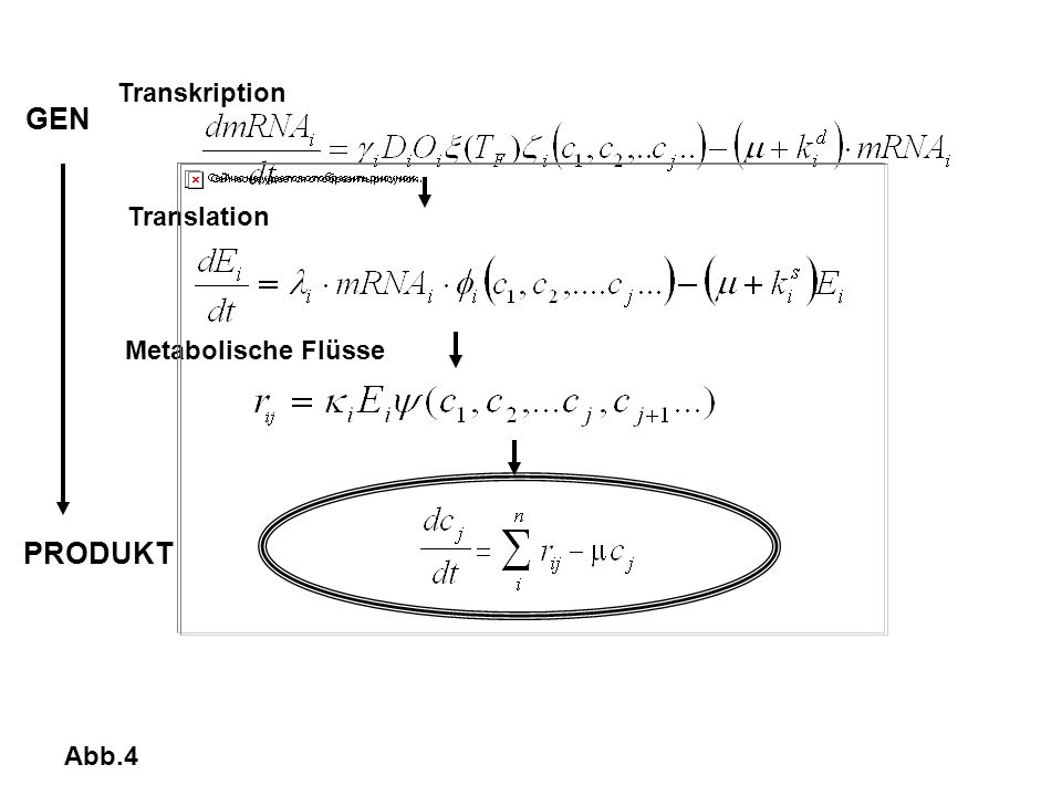 Transkription GEN Translation Metabolische Flüsse PRODUKT Abb.4
