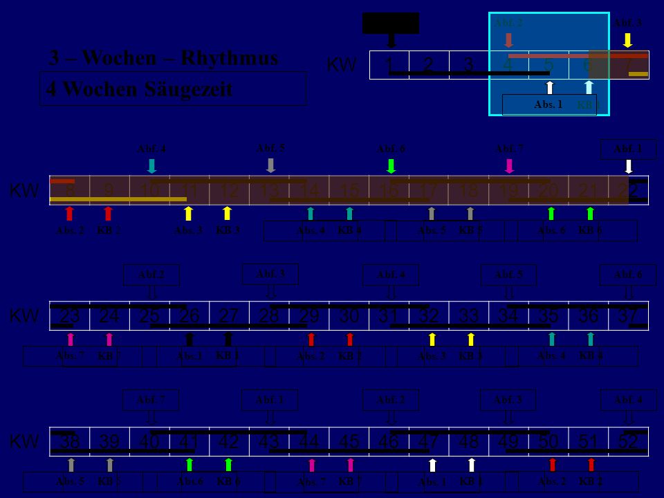 3 – Wochen – Rhythmus 4 Wochen Säugezeit KW KW