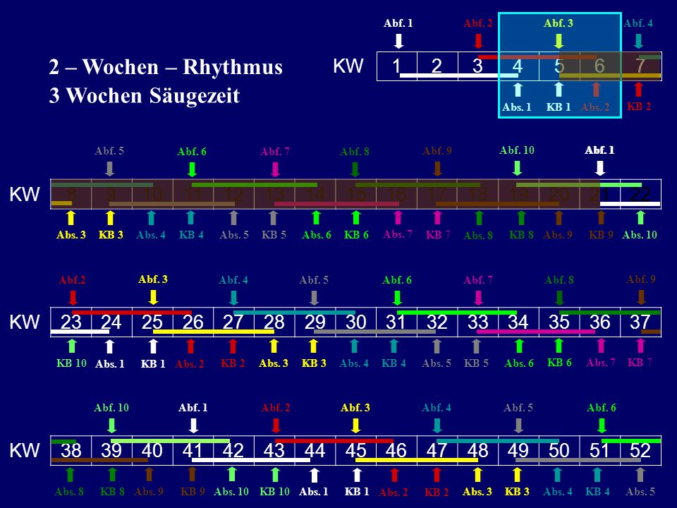 2 – Wochen – Rhythmus 3 Wochen Säugezeit KW KW