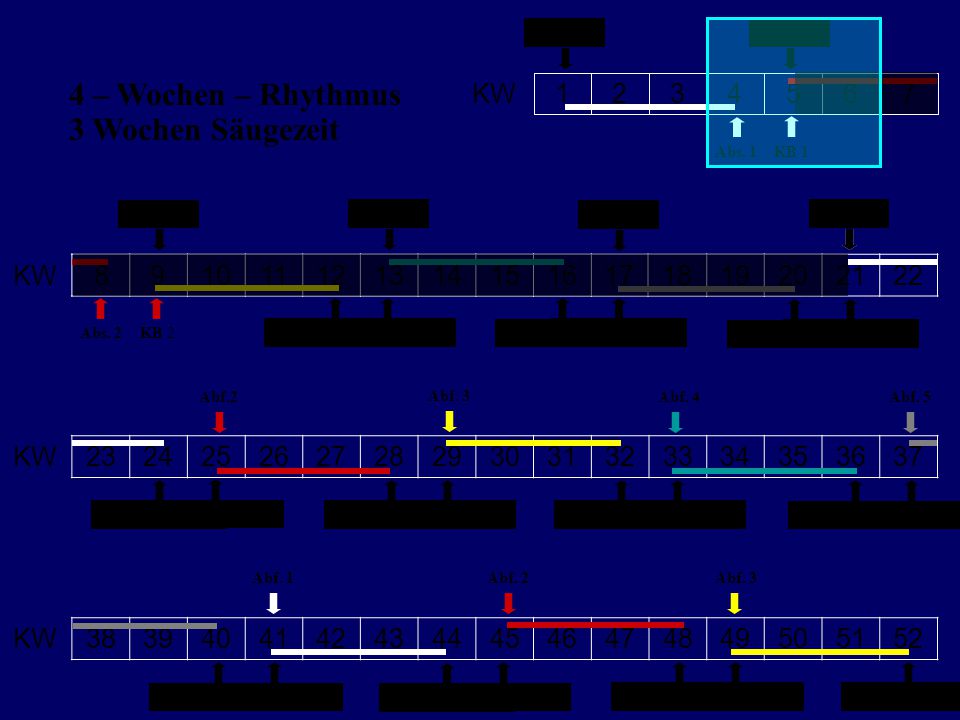 4 – Wochen – Rhythmus 3 Wochen Säugezeit KW KW