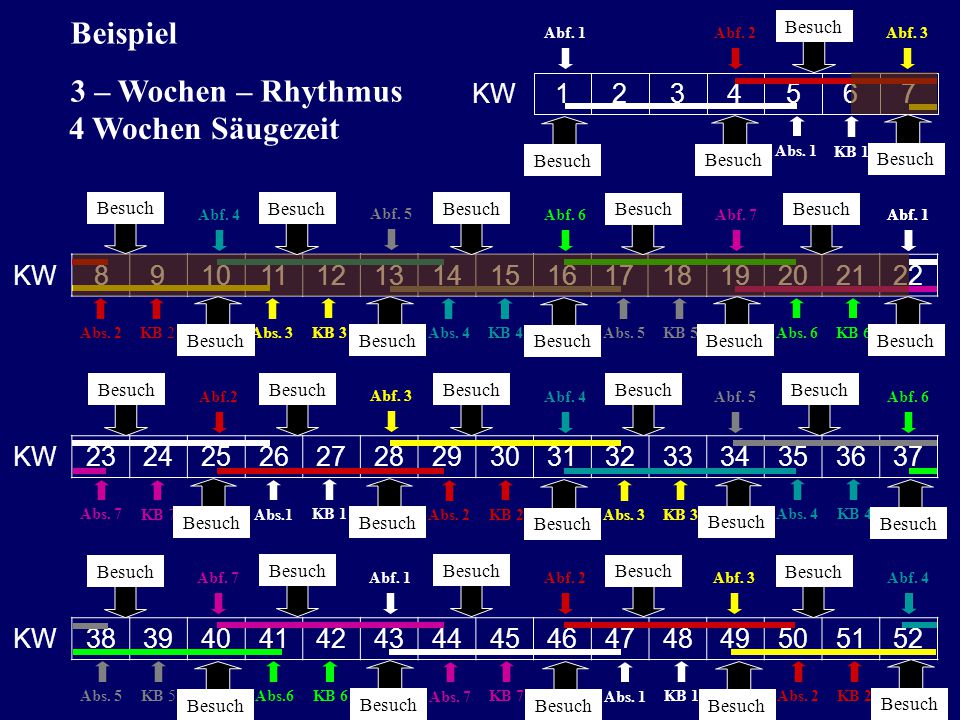 Beispiel 3 – Wochen – Rhythmus 4 Wochen Säugezeit KW KW
