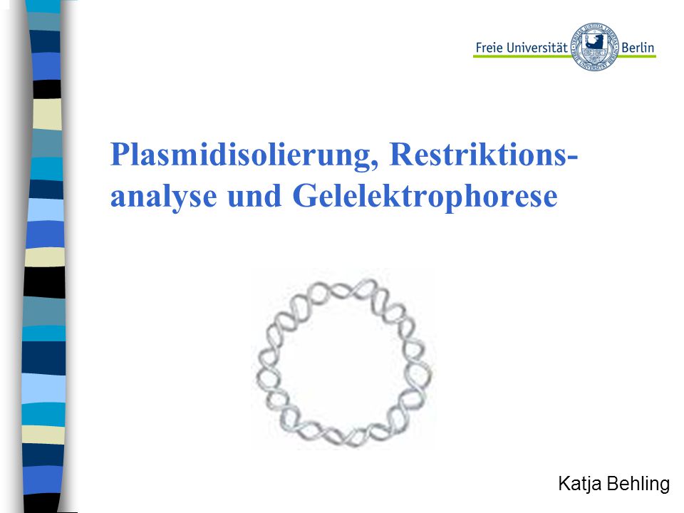 Plasmidisolierung, Restriktions-analyse und Gelelektrophorese