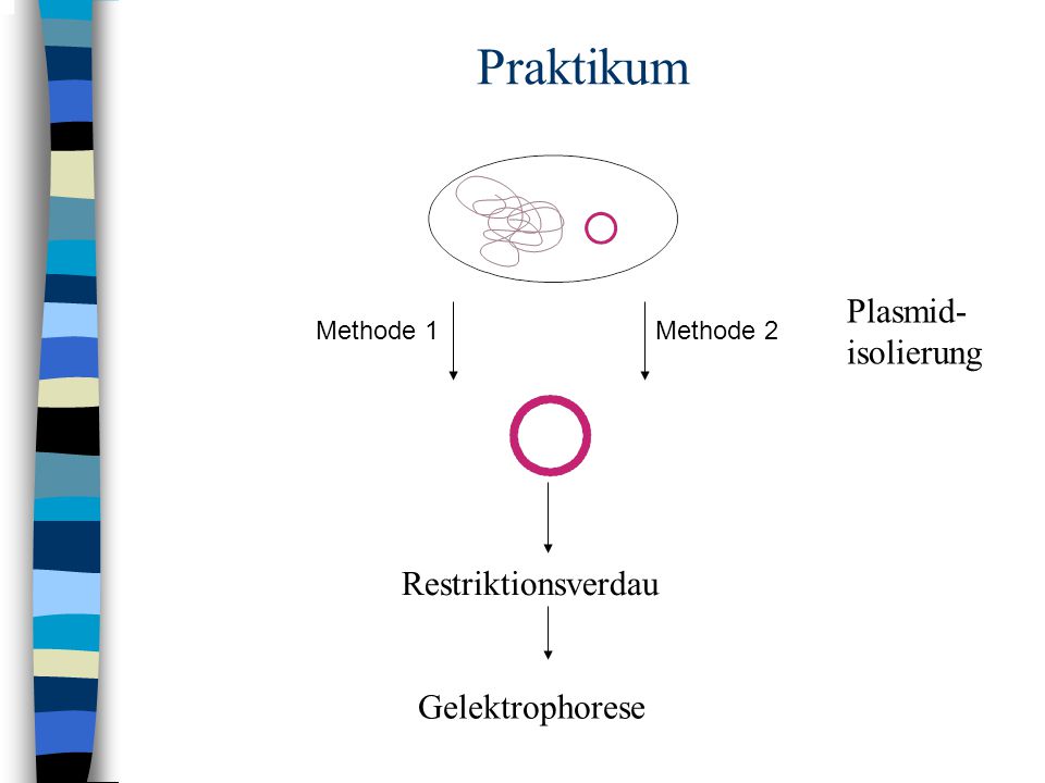 Praktikum Plasmid- isolierung Restriktionsverdau Gelektrophorese