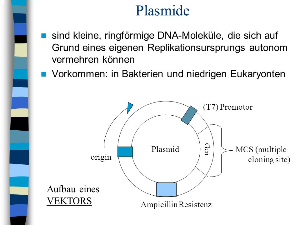 Plasmide sind kleine, ringförmige DNA-Moleküle, die sich auf Grund eines eigenen Replikationsursprungs autonom vermehren können.