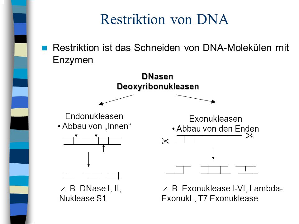 Restriktion von DNA Restriktion ist das Schneiden von DNA-Molekülen mit Enzymen. DNasen. Deoxyribonukleasen.