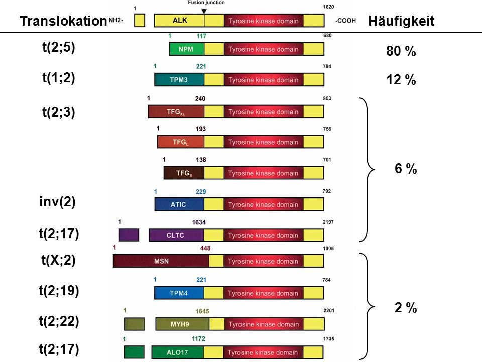 Translokation Häufigkeit. 80 % 12 % t(2;5) t(1;2) t(2;3) 6 % inv(2) t(2;17) t(X;2) t(2;19)