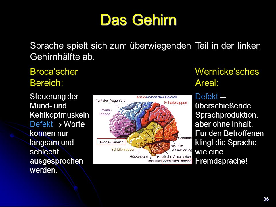 Das Gehirn Sprache spielt sich zum überwiegenden Teil in der linken Gehirnhälfte ab. Broca‘scher Bereich: