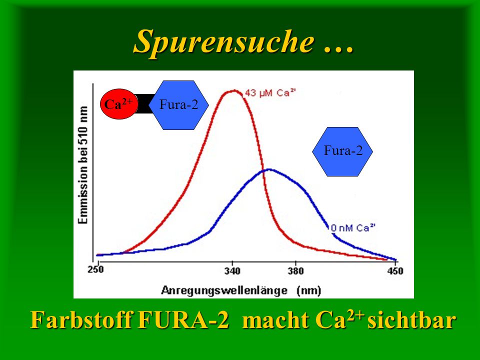 Spurensuche … Farbstoff FURA-2 macht Ca2+ sichtbar Ca2+ Fura-2 Fura-2