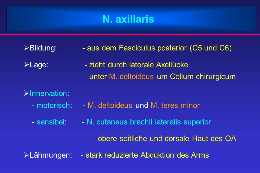 N. axillaris Bildung: - aus dem Fasciculus posterior (C5 und C6)