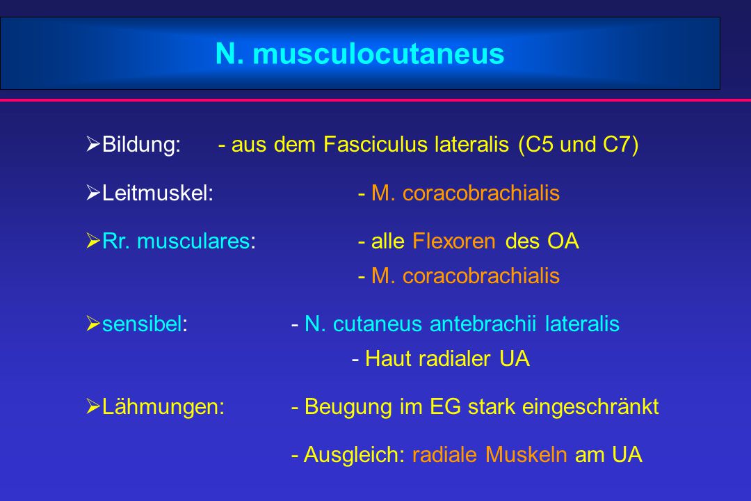 N. musculocutaneus Bildung: - aus dem Fasciculus lateralis (C5 und C7)