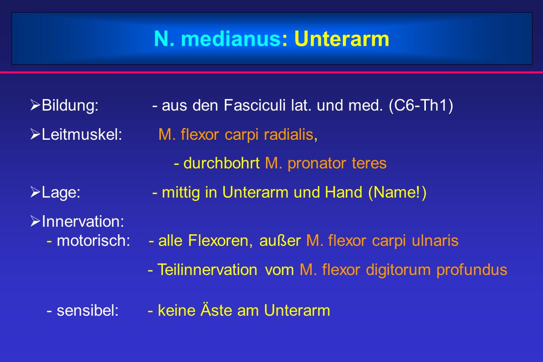 N. medianus: Unterarm Bildung: - aus den Fasciculi lat. und med. (C6-Th1) Leitmuskel: M. flexor carpi radialis,