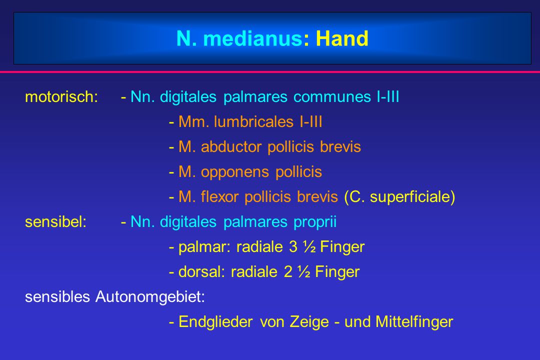 N. medianus: Hand motorisch: - Nn. digitales palmares communes I-III