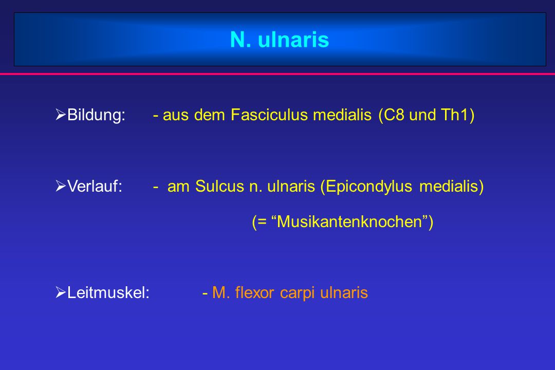 N. ulnaris Bildung: - aus dem Fasciculus medialis (C8 und Th1)