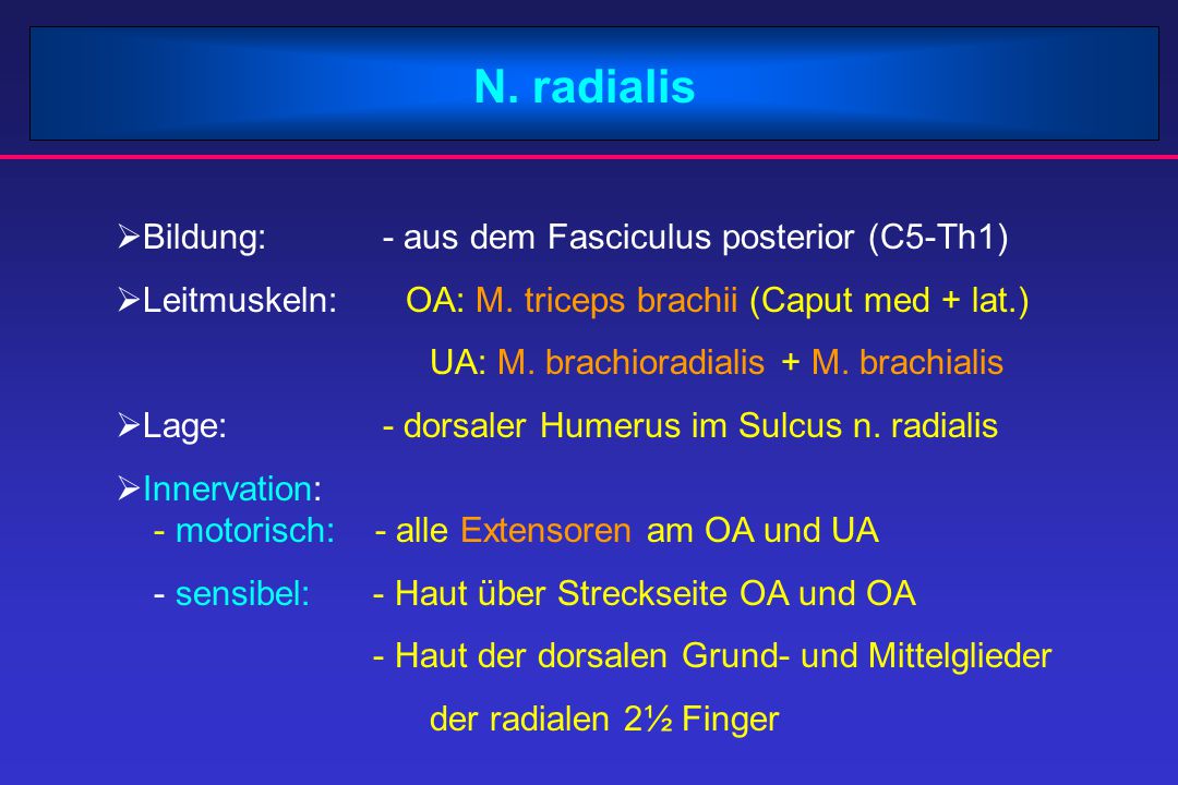 N. radialis Bildung: - aus dem Fasciculus posterior (C5-Th1)