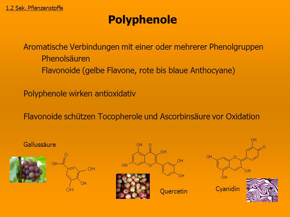 1.2 Sek. Pflanzenstoffe Polyphenole. Aromatische Verbindungen mit einer oder mehrerer Phenolgruppen.