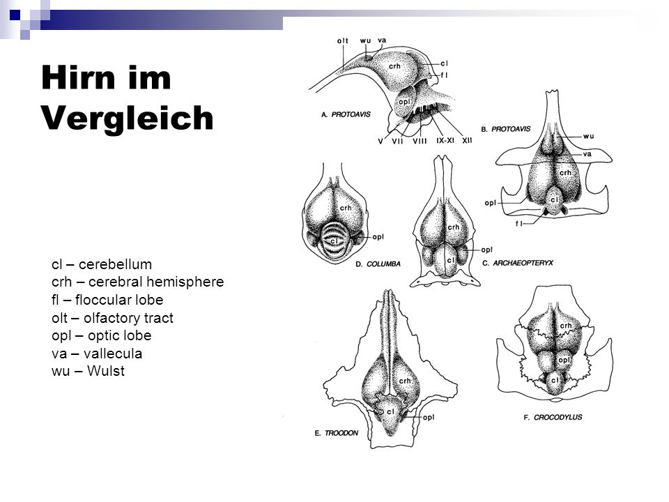 Hirn im Vergleich cl – cerebellum crh – cerebral hemisphere