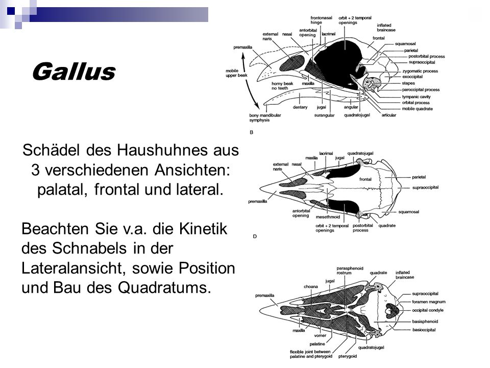 Gallus Schädel des Haushuhnes aus 3 verschiedenen Ansichten: palatal, frontal und lateral.