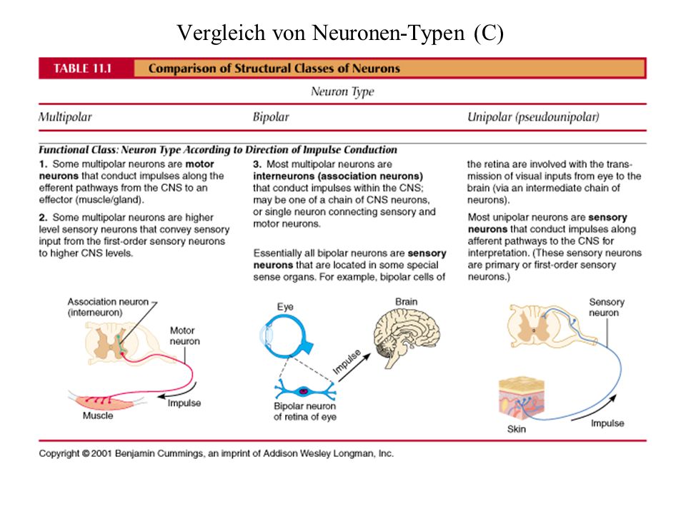Vergleich von Neuronen-Typen (C)