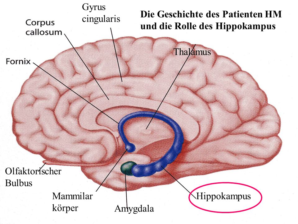 Die Geschichte des Patienten HM und die Rolle des Hippokampus