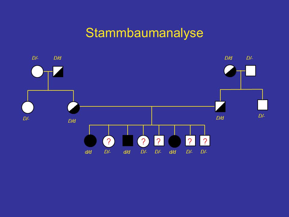 Stammbaumanalyse D/- D/d D/d D/- D/- D/- D/d D/d d/d D/- d/d D/- D/-