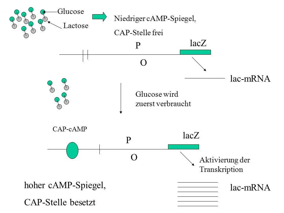 lacZ P O lac-mRNA lacZ P O hoher cAMP-Spiegel, lac-mRNA