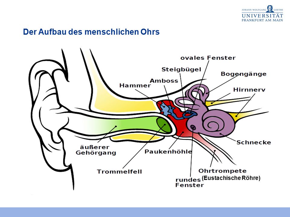 6. Sitzung Das menschliche Ohr Anatomie und Funktion - ppt video online  herunterladen