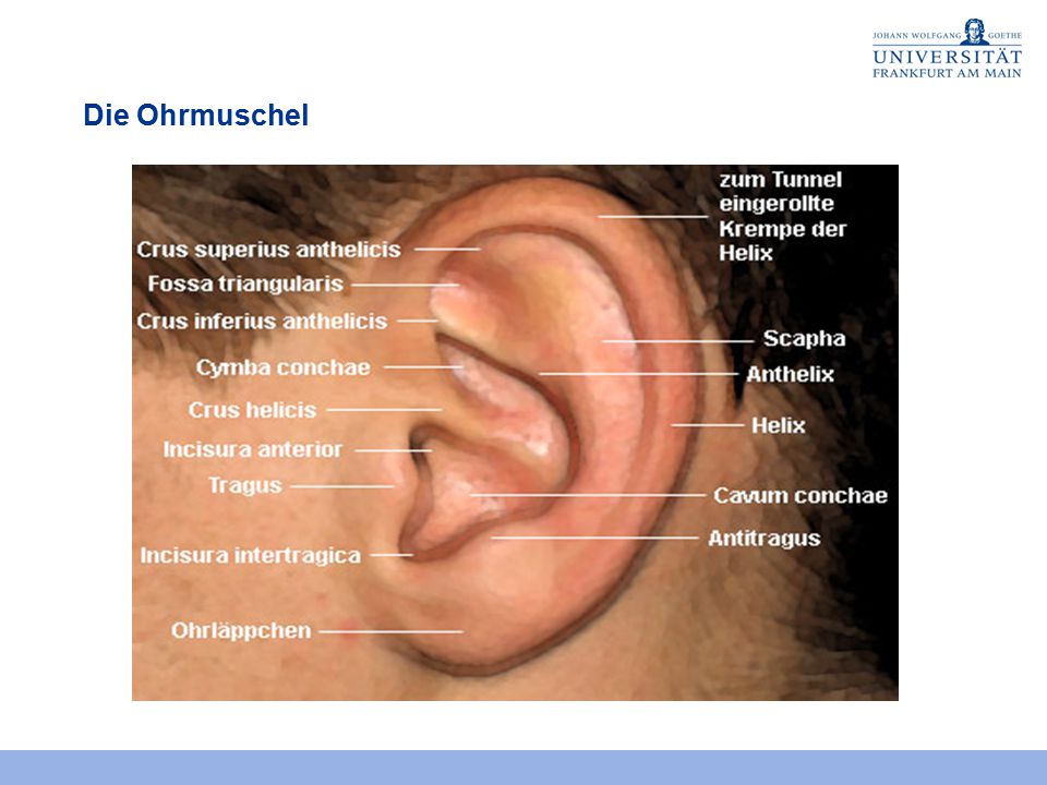 6. Sitzung Das menschliche Ohr Anatomie und Funktion - ppt video online  herunterladen