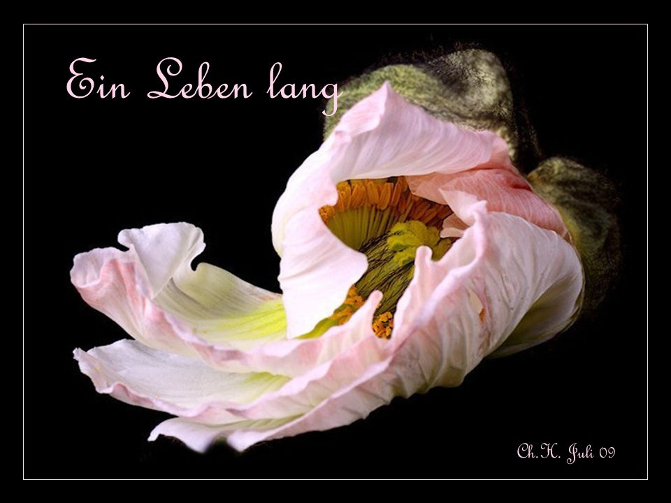 Ein Leben lang Ch.H. Juli 09
