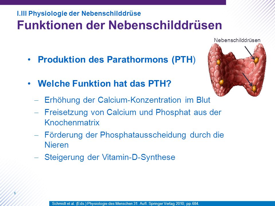 Produktion des Parathormons (PTH) Welche Funktion hat das PTH
