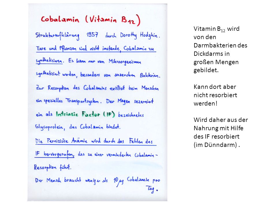 Vitamin B12 wird von den Darmbakterien des Dickdarms in großen Mengen gebildet.