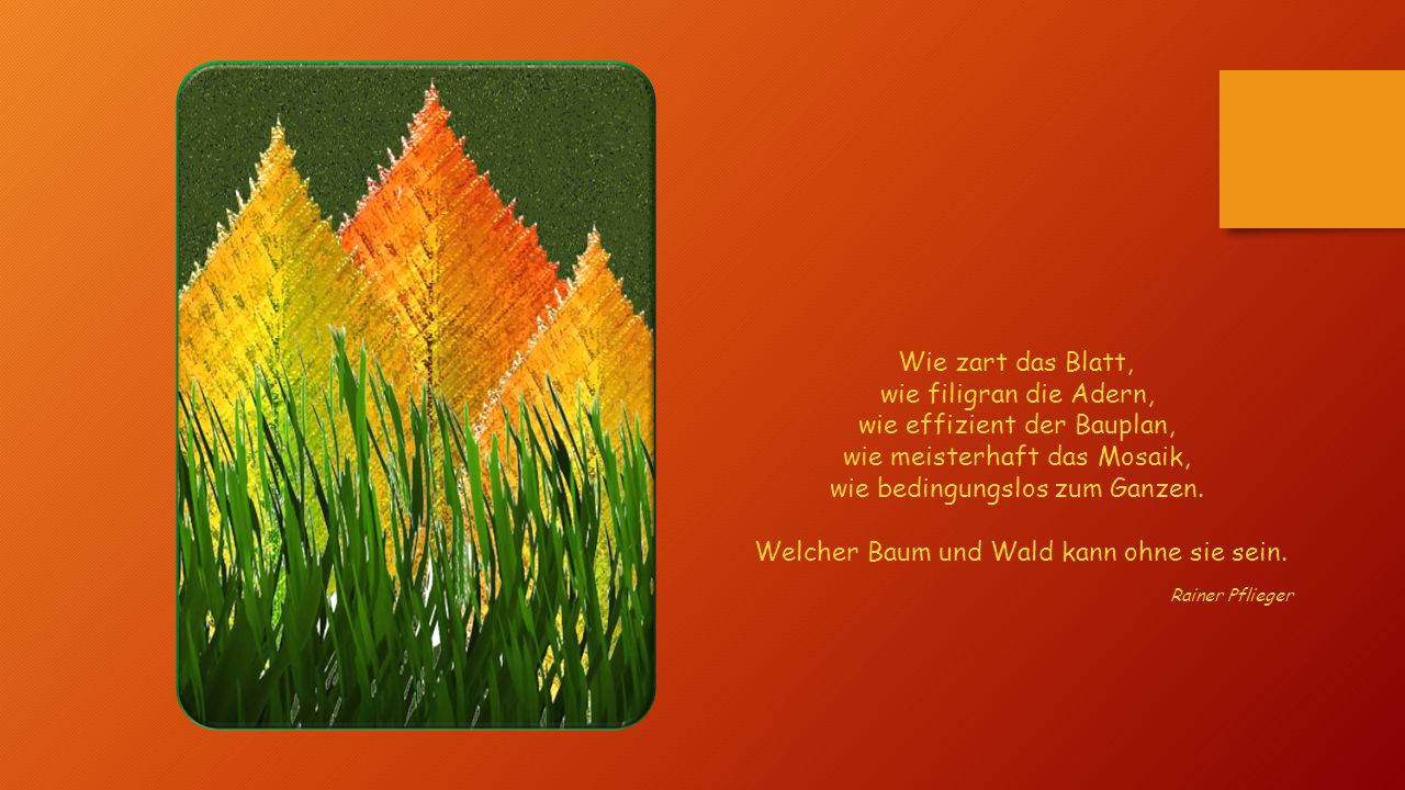 Wie zart das Blatt, wie filigran die Adern, wie effizient der Bauplan, wie meisterhaft das Mosaik, wie bedingungslos zum Ganzen. Welcher Baum und Wald kann ohne sie sein.