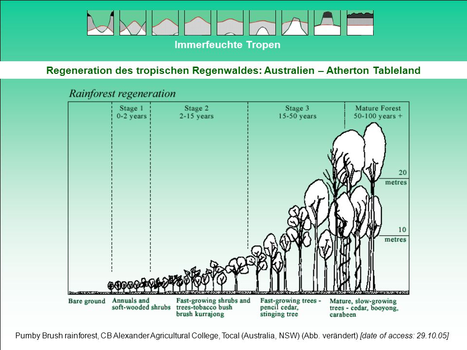 Immerfeuchte Tropen Regeneration des tropischen Regenwaldes: Australien – Atherton Tableland.