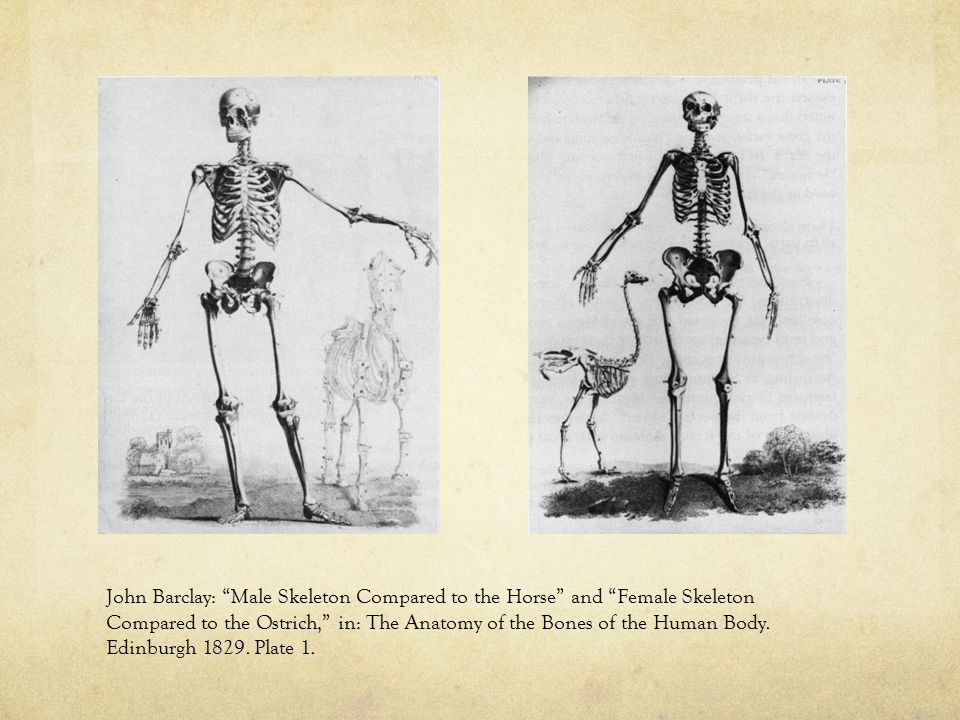 John Barclay: Male Skeleton Compared to the Horse and Female Skeleton Compared to the Ostrich, in: The Anatomy of the Bones of the Human Body.