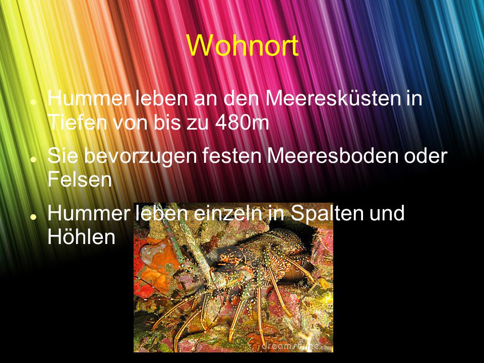 Wohnort Hummer leben an den Meeresküsten in Tiefen von bis zu 480m