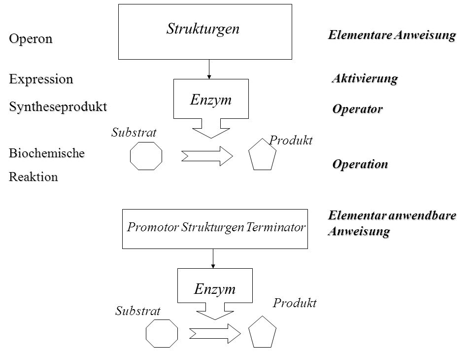 Strukturgen Enzym Enzym Operon Expression Syntheseprodukt