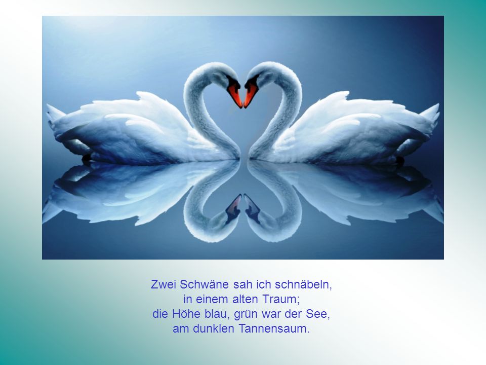 Zwei Schwäne sah ich schnäbeln, in einem alten Traum; die Höhe blau, grün war der See, am dunklen Tannensaum.