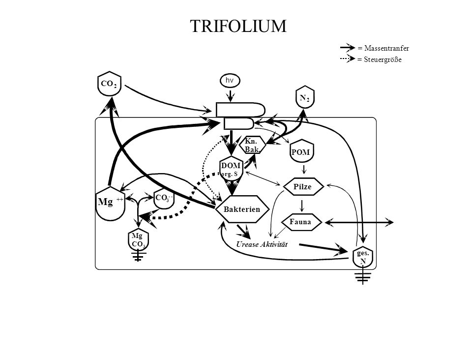 TRIFOLIUM Mg CO Pilze Bakterien = Massentranfer = Steuergröße DOM