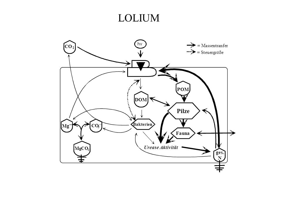 LOLIUM Pilze CO POM DOM Mg CO Fauna Urease Aktivität ges. N