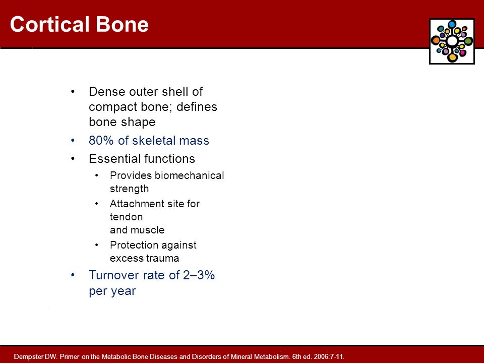 Cortical Bone Dense outer shell of compact bone; defines bone shape