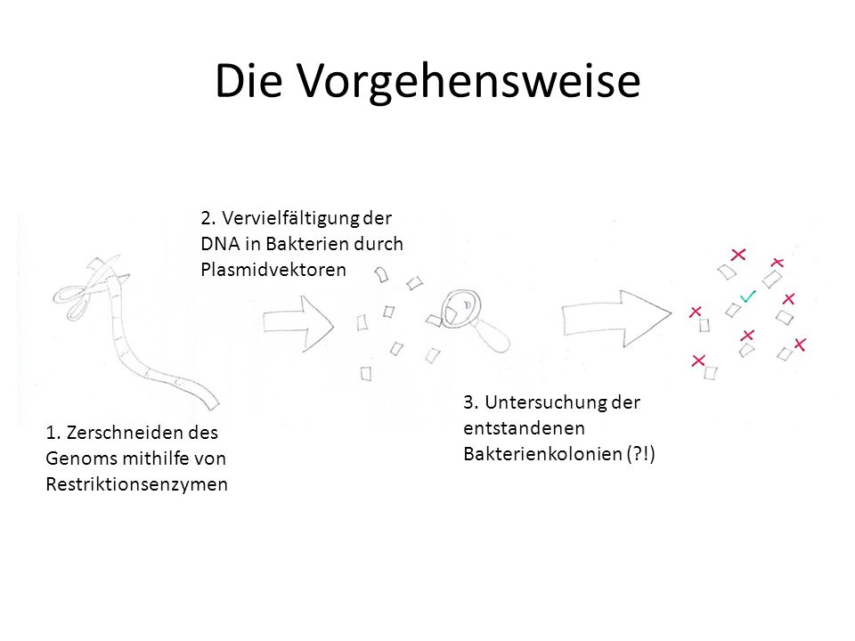 Die Vorgehensweise 2. Vervielfältigung der DNA in Bakterien durch Plasmidvektoren. 3. Untersuchung der entstandenen Bakterienkolonien ( !)