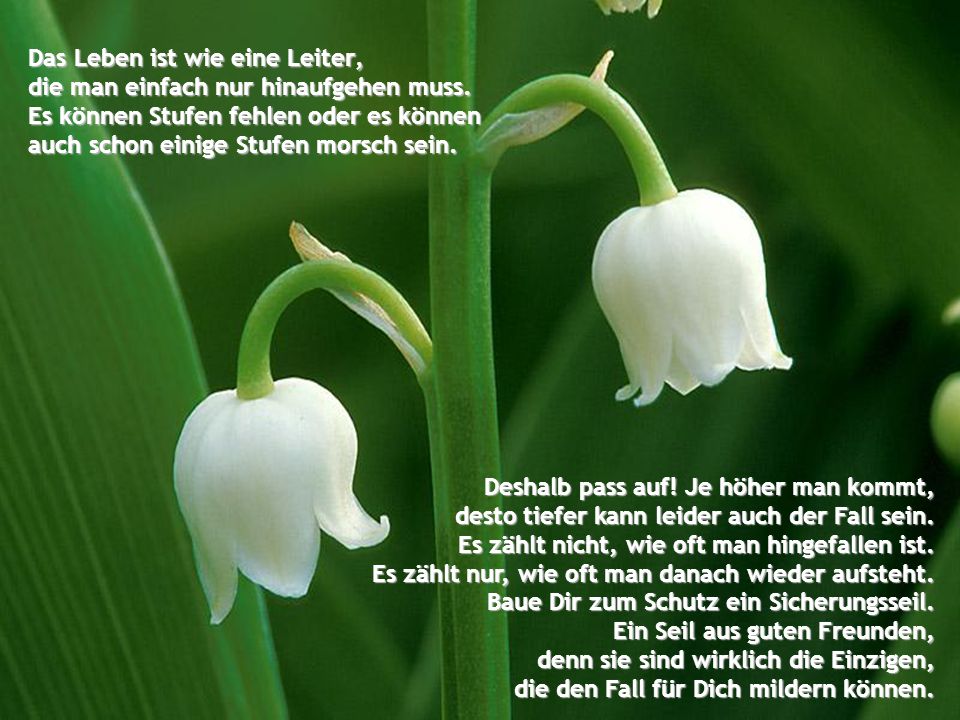 Das Leben ist wie eine Leiter, die man einfach nur hinaufgehen muss