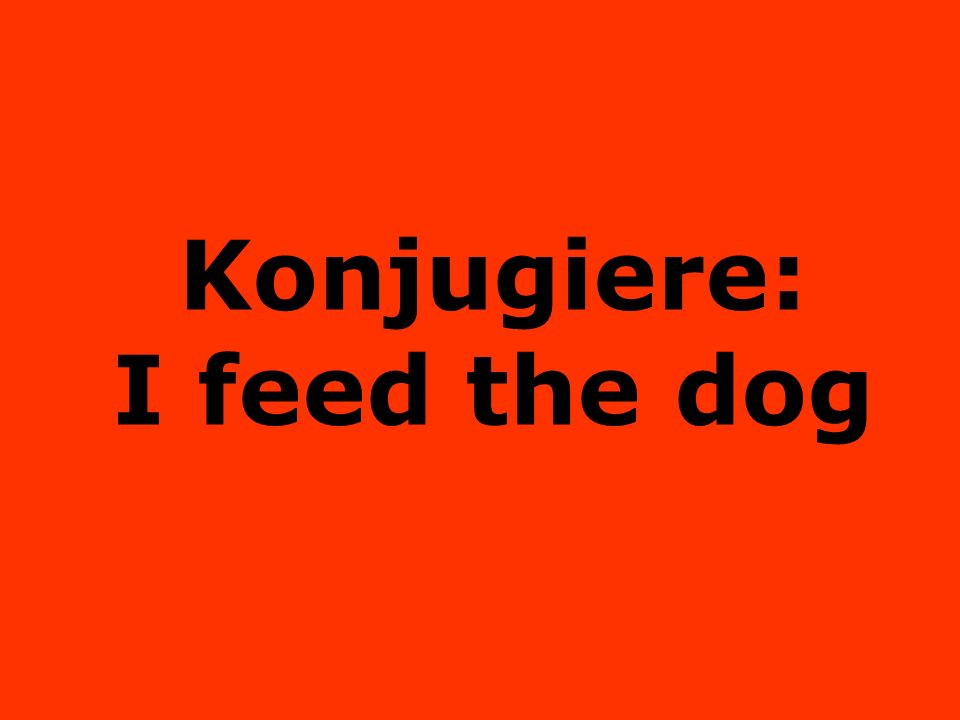 Konjugiere: I feed the dog